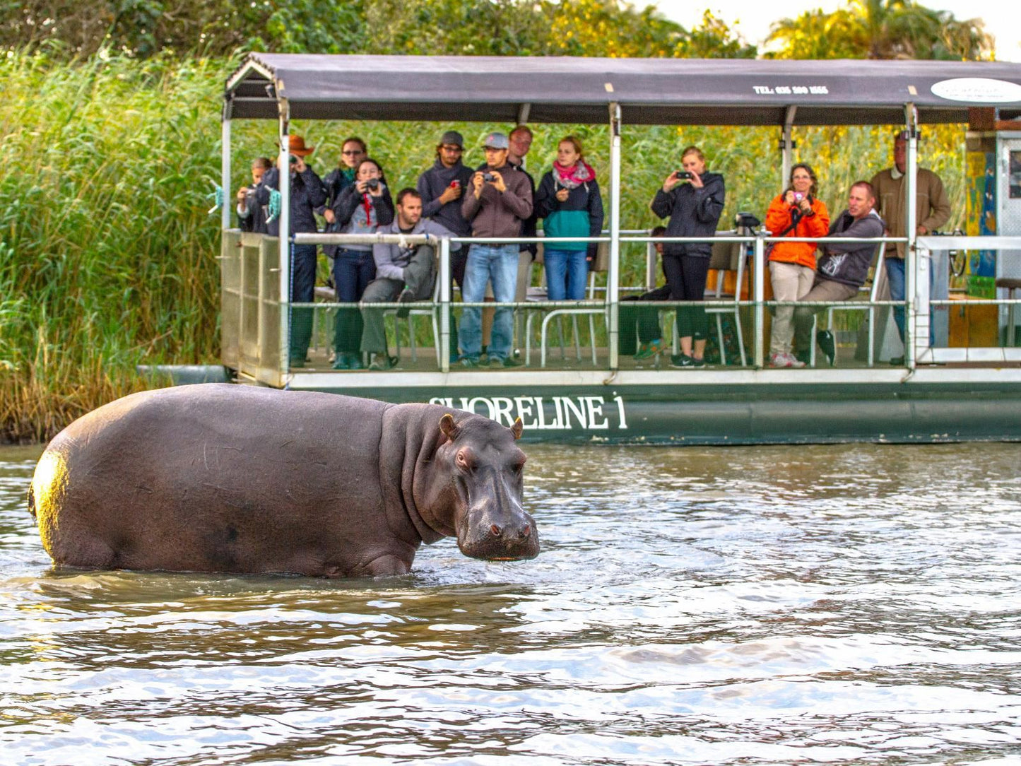 At Heritage House, Face, Person, One Face, Hippo, Mammal, Animal, Herbivore, Water Buffalo, Frontal Face