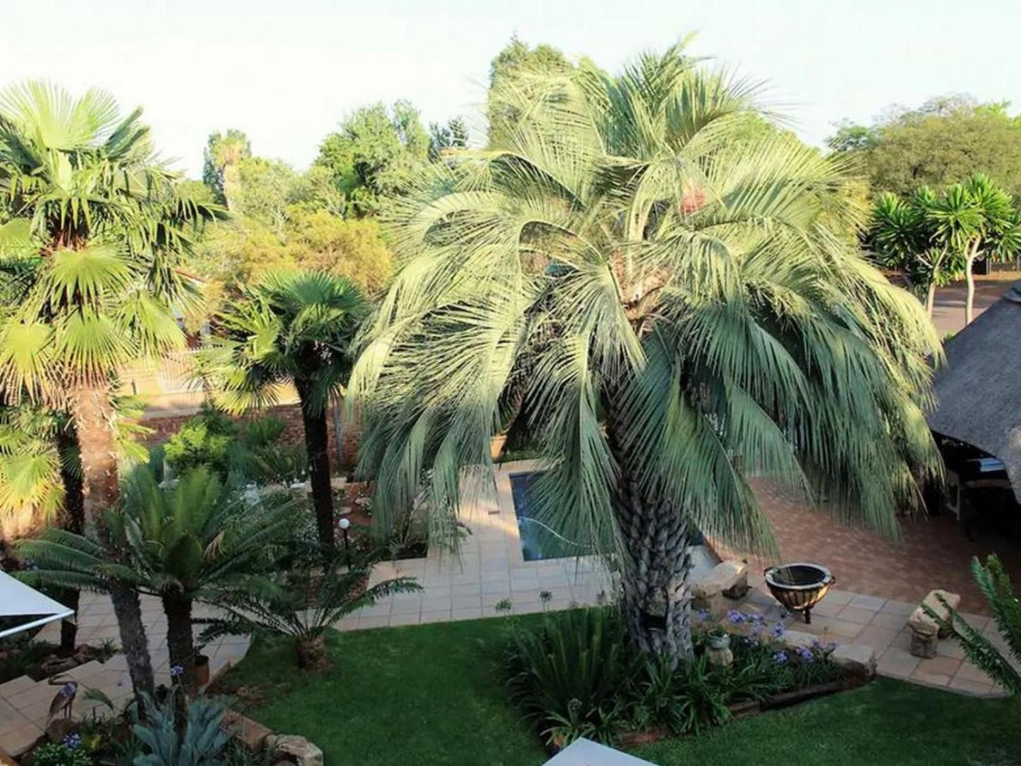 Home In The East Garsfontein Pretoria Tshwane Gauteng South Africa Palm Tree, Plant, Nature, Wood, Garden