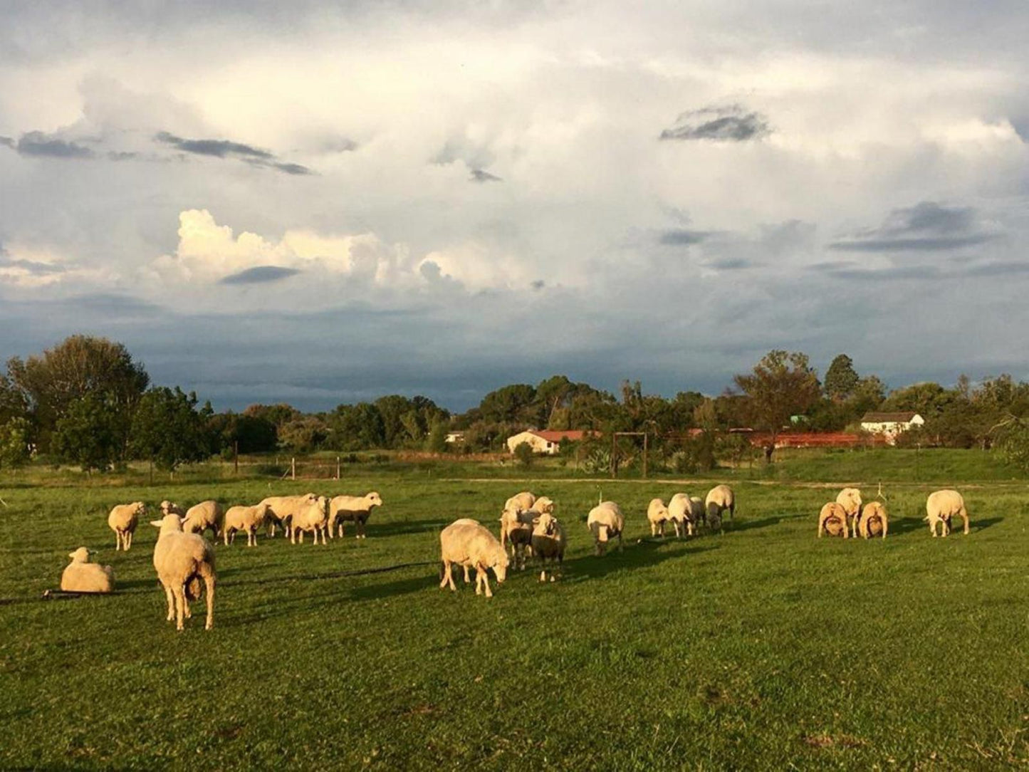 At The River Guest House Kroonstad Free State South Africa Sheep, Mammal, Animal, Agriculture, Farm Animal, Herbivore, Field, Nature, Lowland