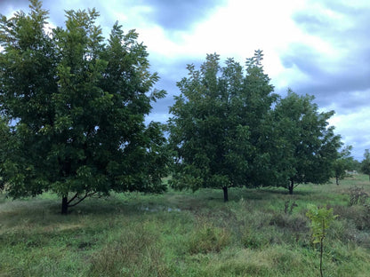 At The River Guest House Kroonstad Free State South Africa Forest, Nature, Plant, Tree, Wood, Lowland