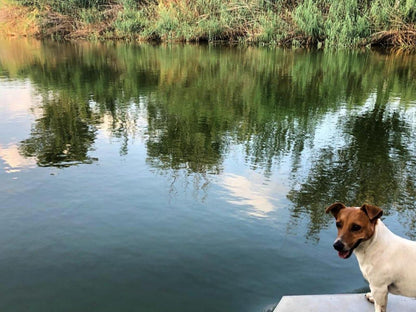 At The River Guest House Kroonstad Free State South Africa Dog, Mammal, Animal, Pet, Lake, Nature, Waters, River