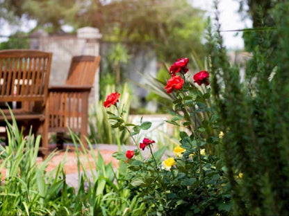 At The Villa, Flower, Plant, Nature, Rose, Garden