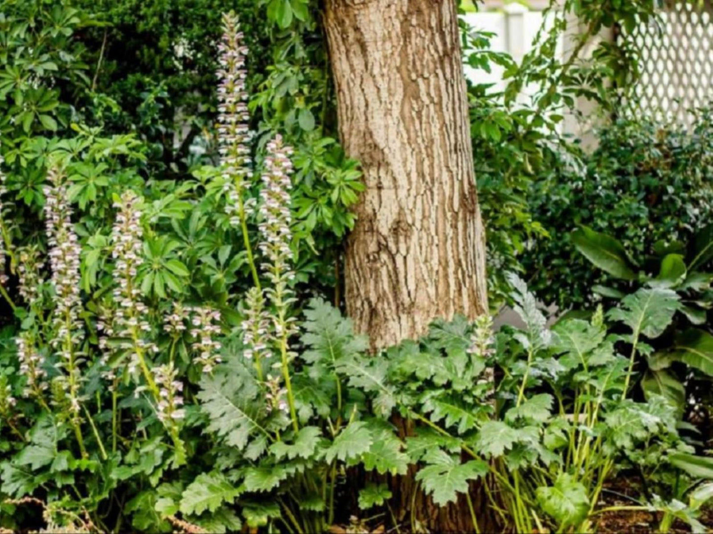 At The Villa, Plant, Nature, Tree, Wood, Garden