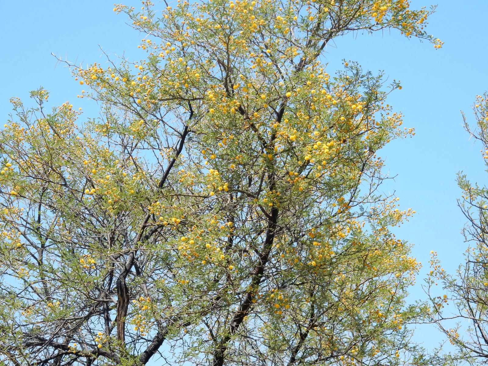 At 85 On Church Prince Albert Western Cape South Africa Complementary Colors, Plant, Nature, Tree, Wood