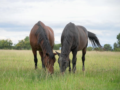 Atkv Drakensville Jagersrust Kwazulu Natal South Africa Horse, Mammal, Animal, Herbivore