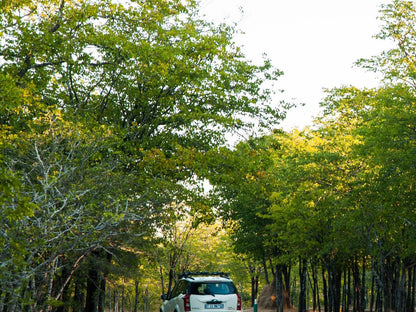 Atkv Eiland Spa Letsitele Limpopo Province South Africa Forest, Nature, Plant, Tree, Wood, Street, Vehicle