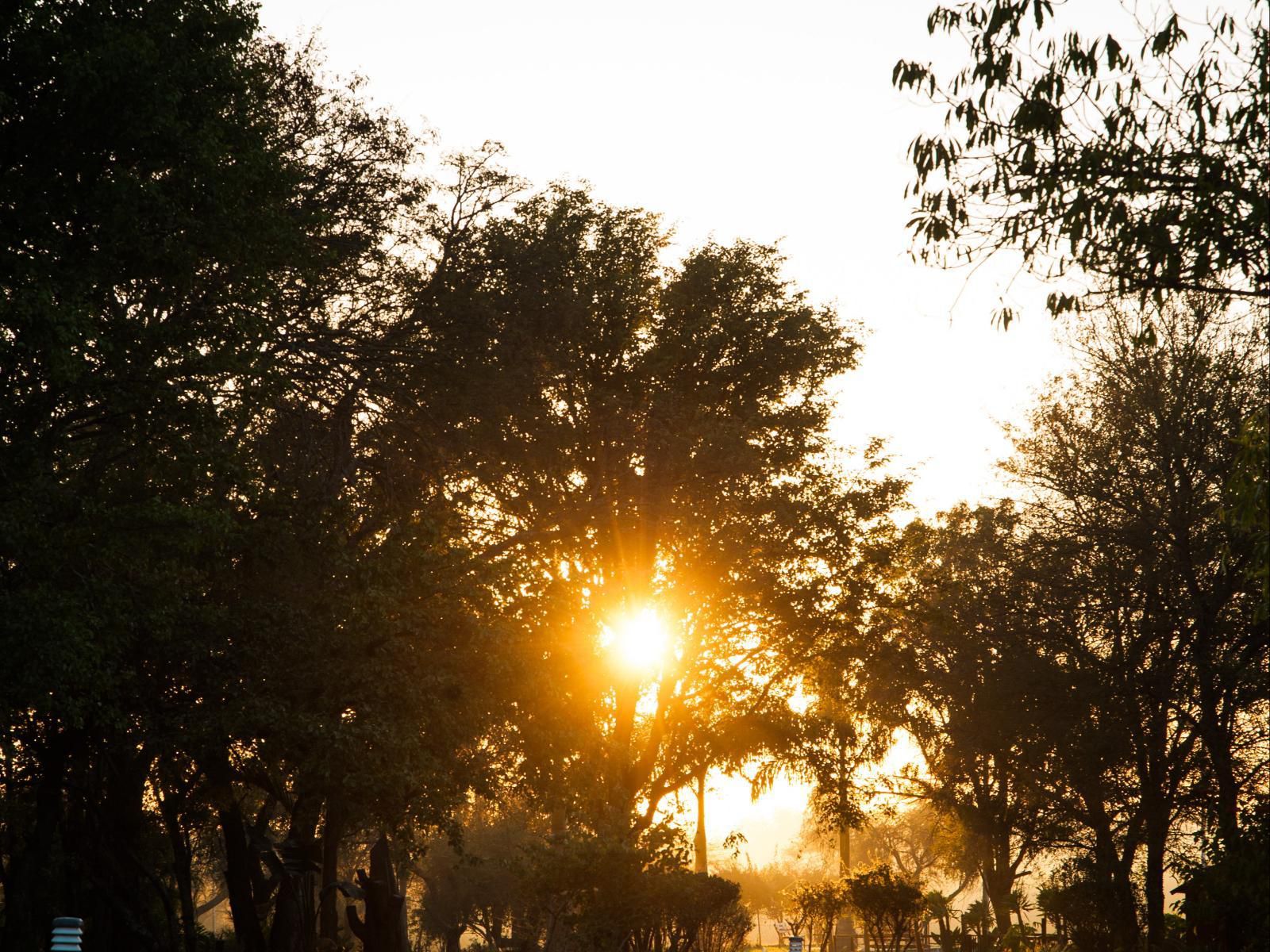 Atkv Eiland Spa Letsitele Limpopo Province South Africa Palm Tree, Plant, Nature, Wood, Silhouette, Sky, Tree, Sunset