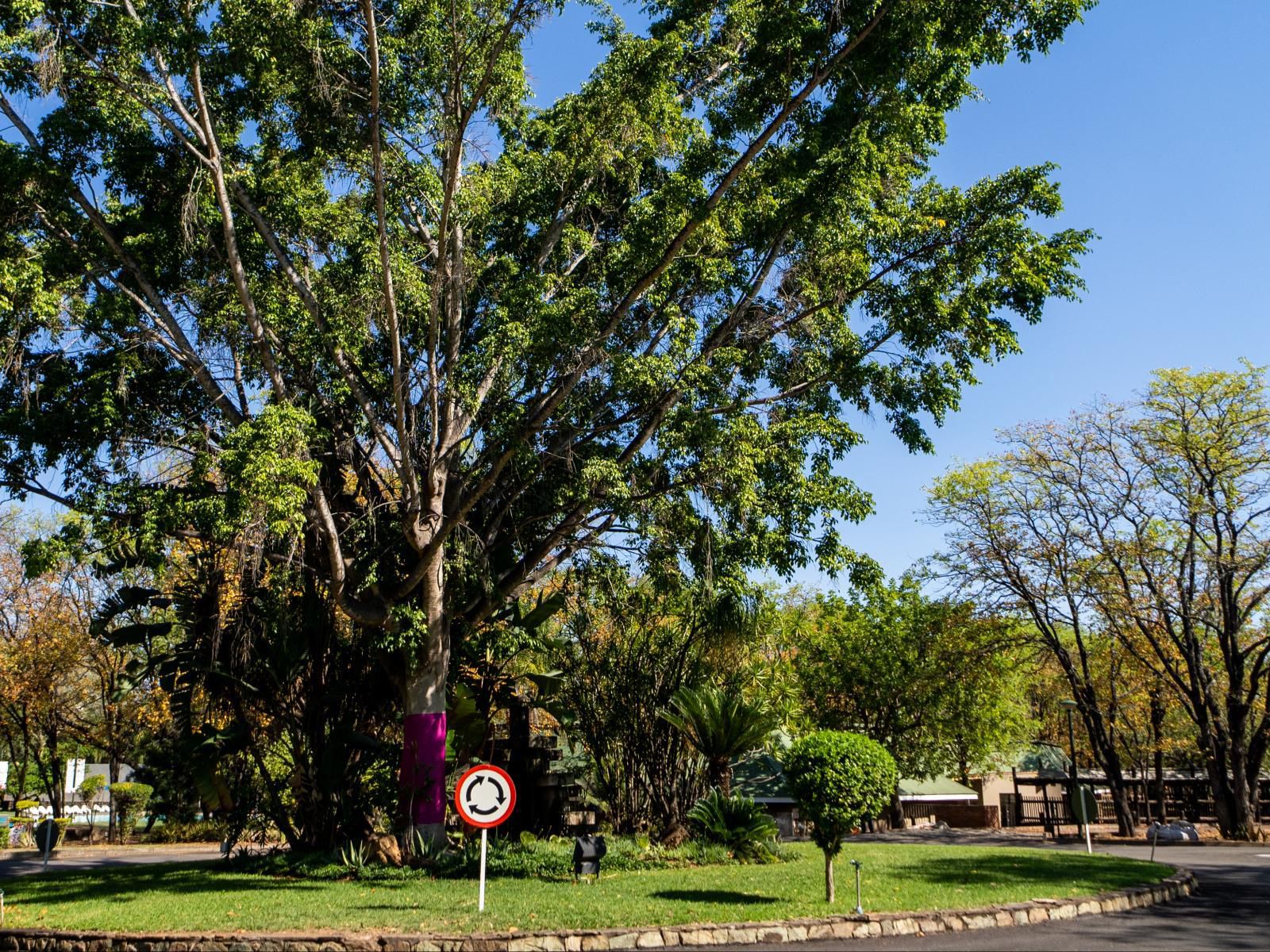 Atkv Eiland Spa Letsitele Limpopo Province South Africa Plant, Nature, Tree, Wood