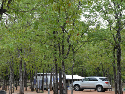 Atkv Eiland Spa Letsitele Limpopo Province South Africa Plant, Nature, Tree, Wood, Car, Vehicle