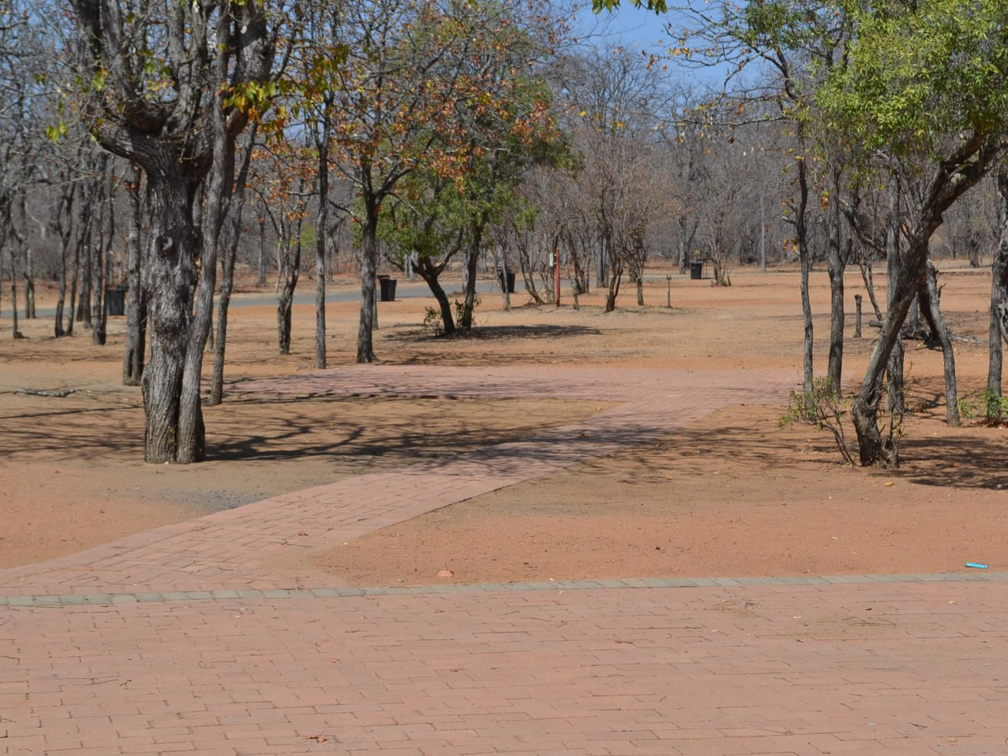 Atkv Eiland Spa Letsitele Limpopo Province South Africa Tree, Plant, Nature, Wood, Lowland