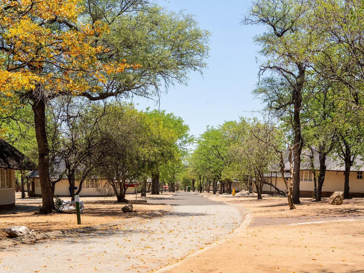 Atkv Eiland Spa Letsitele Limpopo Province South Africa Plant, Nature, Tree, Wood