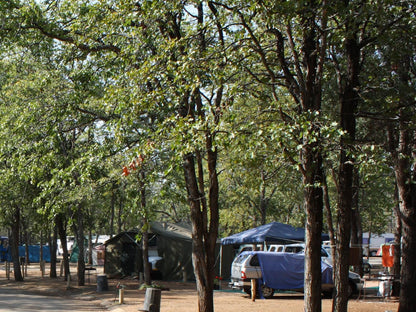 Atkv Eiland Spa Letsitele Limpopo Province South Africa Forest, Nature, Plant, Tree, Wood, Tent, Architecture, Car, Vehicle