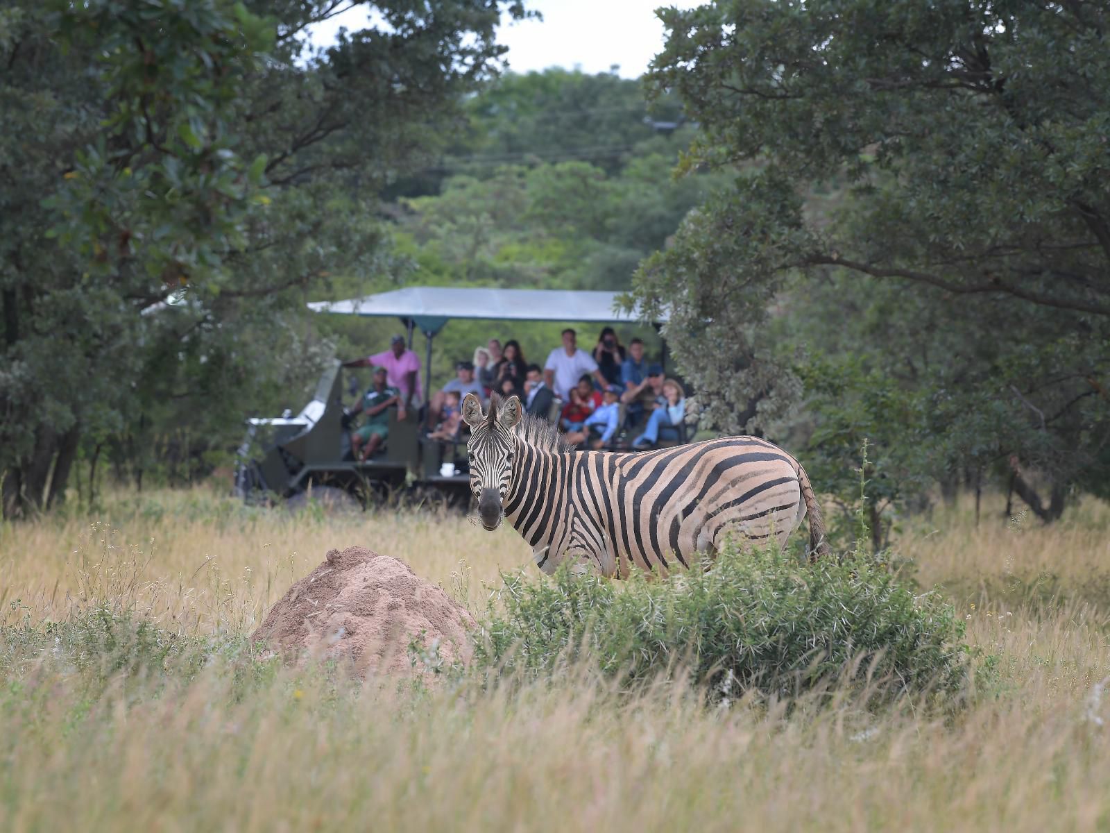 Atkv Klein-Kariba, Zebra, Mammal, Animal, Herbivore