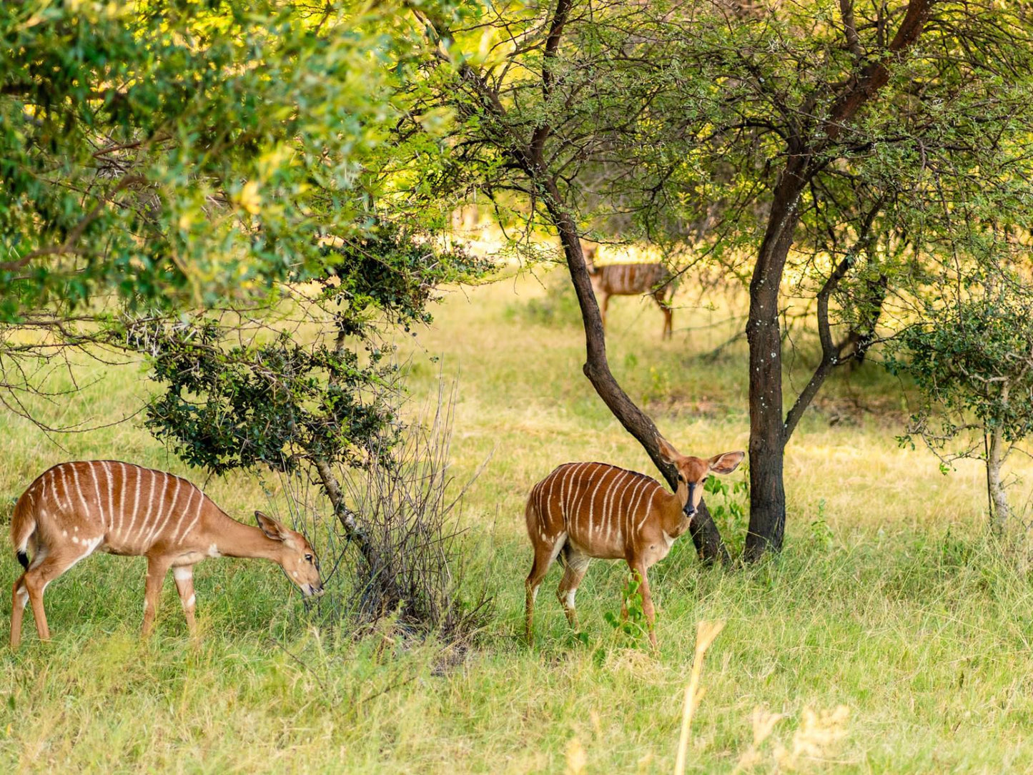 Atkv Klein-Kariba, Zebra, Mammal, Animal, Herbivore