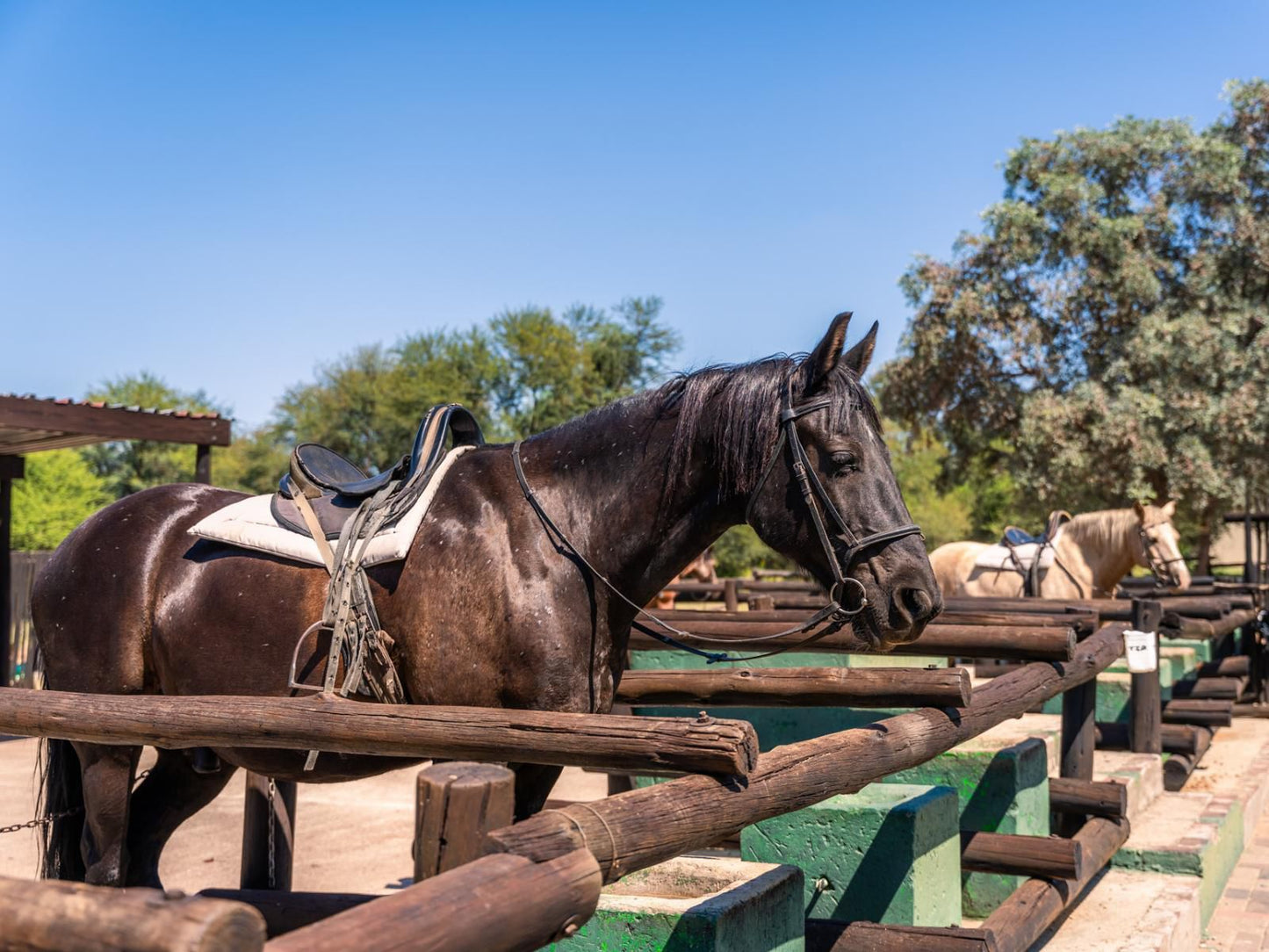 Atkv Klein-Kariba, Horse, Mammal, Animal, Herbivore