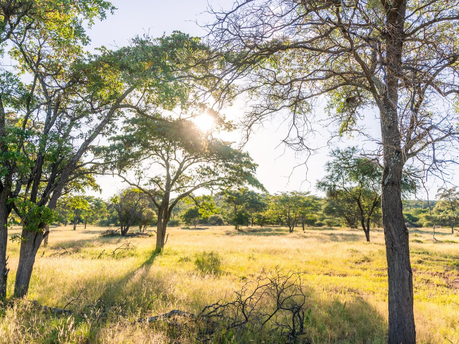 Atkv Klein-Kariba, Tree, Plant, Nature, Wood, Lowland