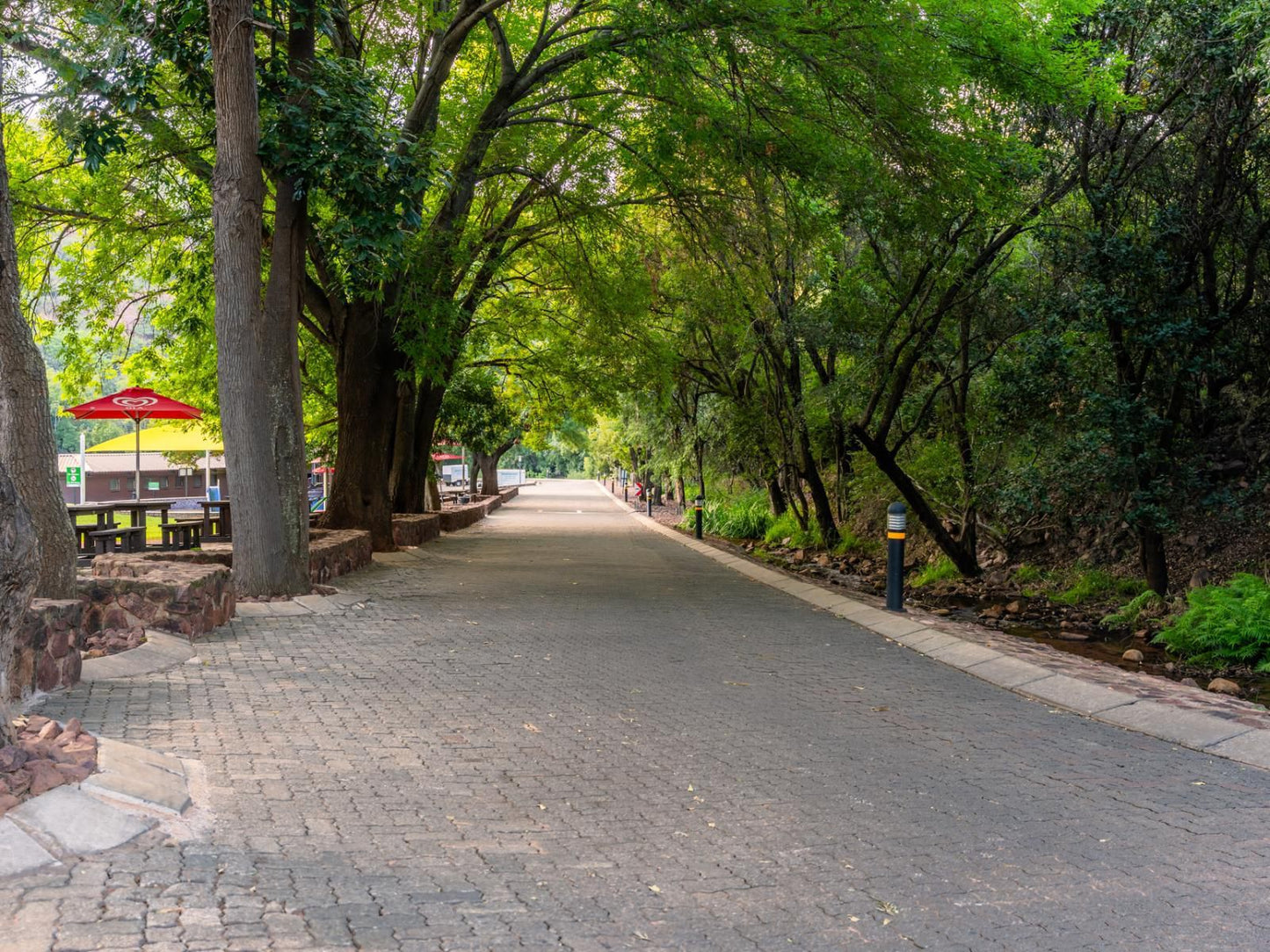 Atkv Klein-Kariba, Tree, Plant, Nature, Wood, Street