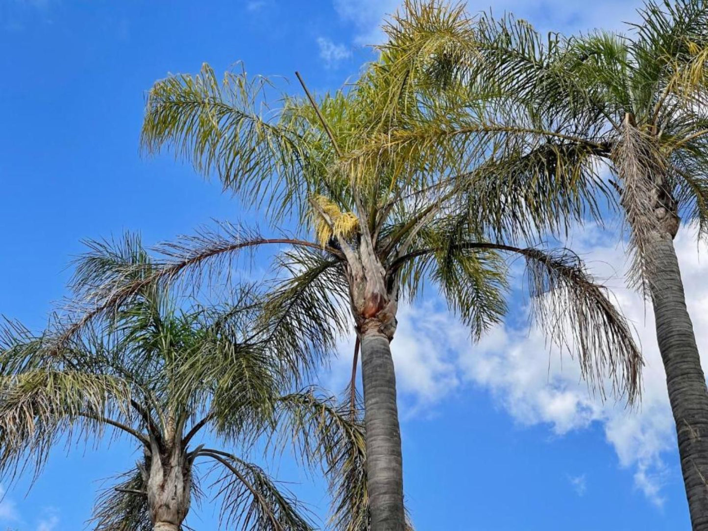 Atlantic Pearl Guest House Rivonia, Palm Tree, Plant, Nature, Wood