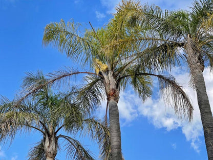 Atlantic Pearl Guest House Rivonia, Palm Tree, Plant, Nature, Wood