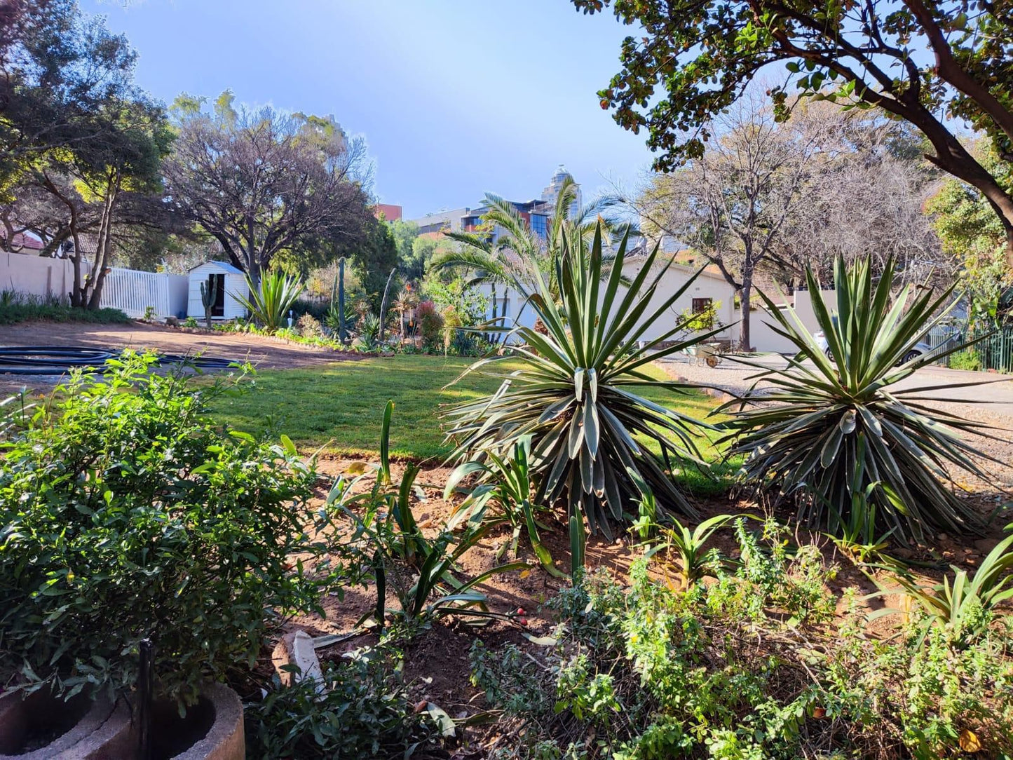 Atlantic Pearl Guest House Sandton, Palm Tree, Plant, Nature, Wood, Garden