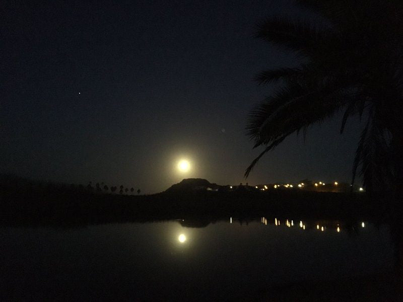 At Rest Wilderness Western Cape South Africa Dark, Palm Tree, Plant, Nature, Wood, Framing, Moon