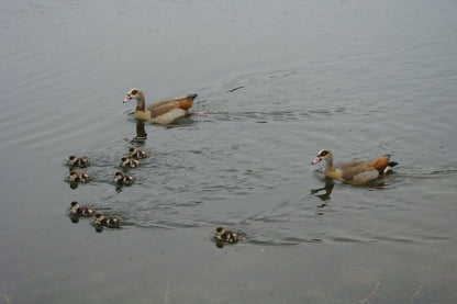 At Rest Wilderness Western Cape South Africa Unsaturated, Duck, Bird, Animal, Lake, Nature, Waters