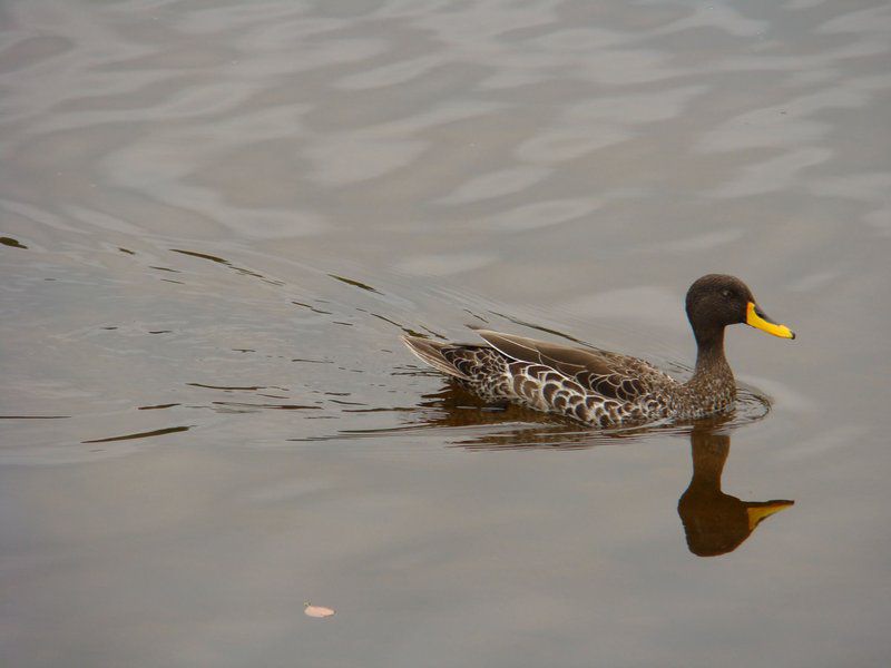 At Rest Wilderness Western Cape South Africa Selective Color, Duck, Bird, Animal