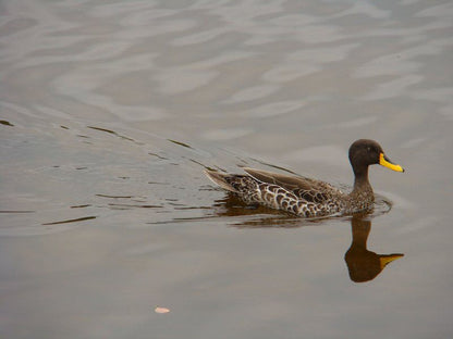 At Rest Wilderness Western Cape South Africa Selective Color, Duck, Bird, Animal