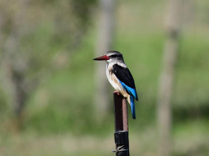 Atthedairyshed, Kingfisher, Bird, Animal