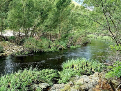 Atthedairyshed, Forest, Nature, Plant, Tree, Wood, River, Waters