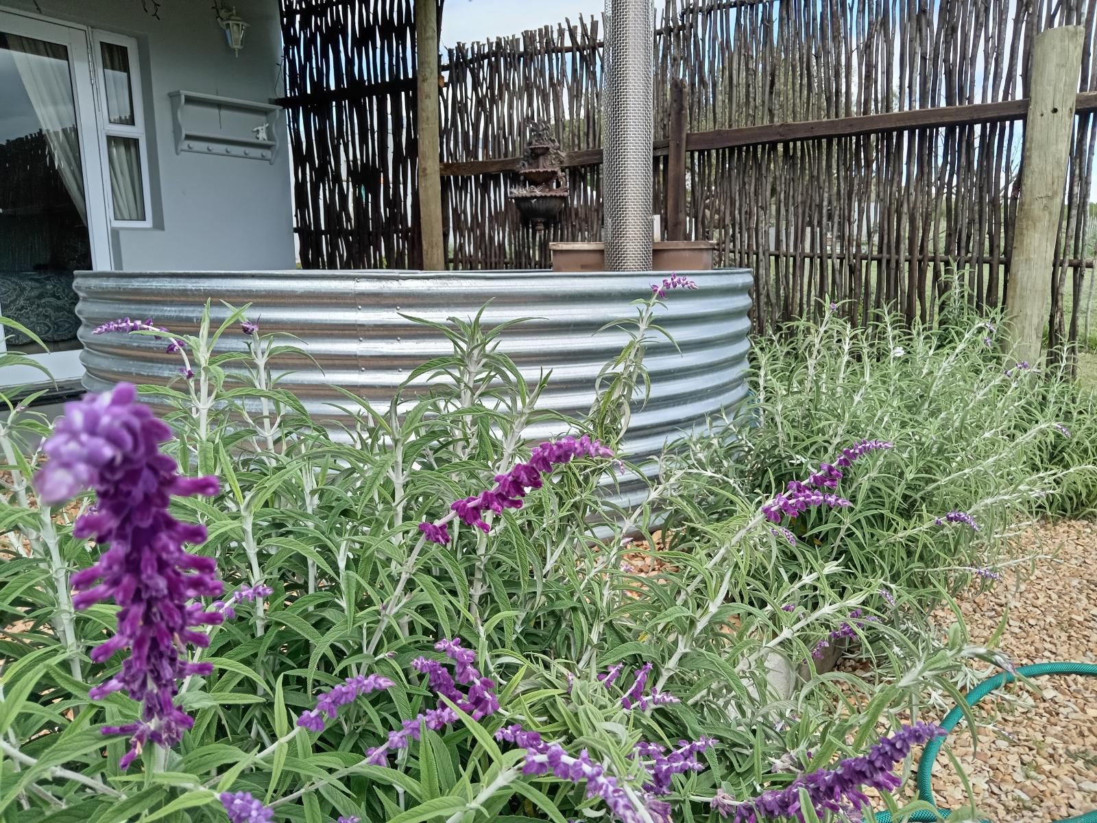 Atthedairyshed, Flower, Plant, Nature, Lavender, Garden