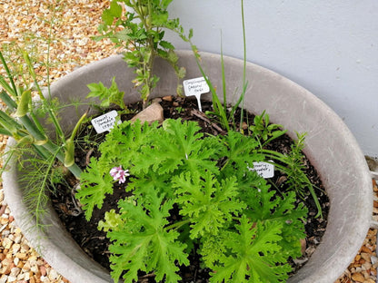 Atthedairyshed, Plant, Nature, Garden