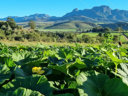 Atthedairyshed, Nature, Vegetable, Food