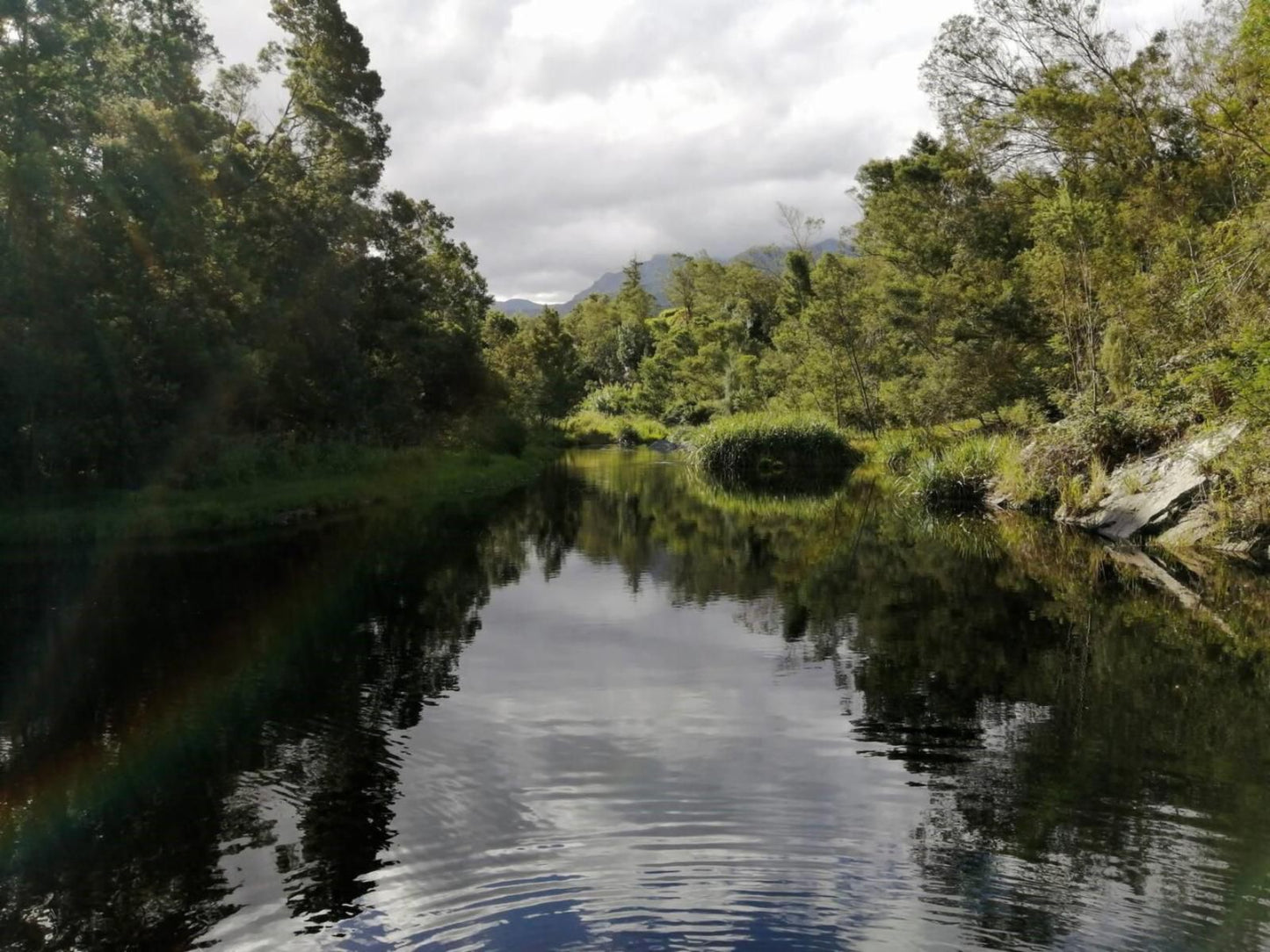 Atthedairyshed, Forest, Nature, Plant, Tree, Wood, River, Waters