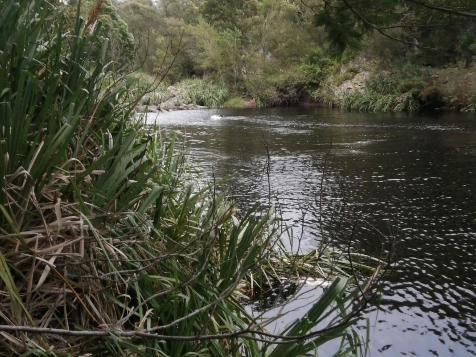 Atthedairyshed, River, Nature, Waters