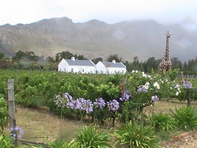 Auberge La Dauphine Franschhoek Western Cape South Africa Garden, Nature, Plant, Highland