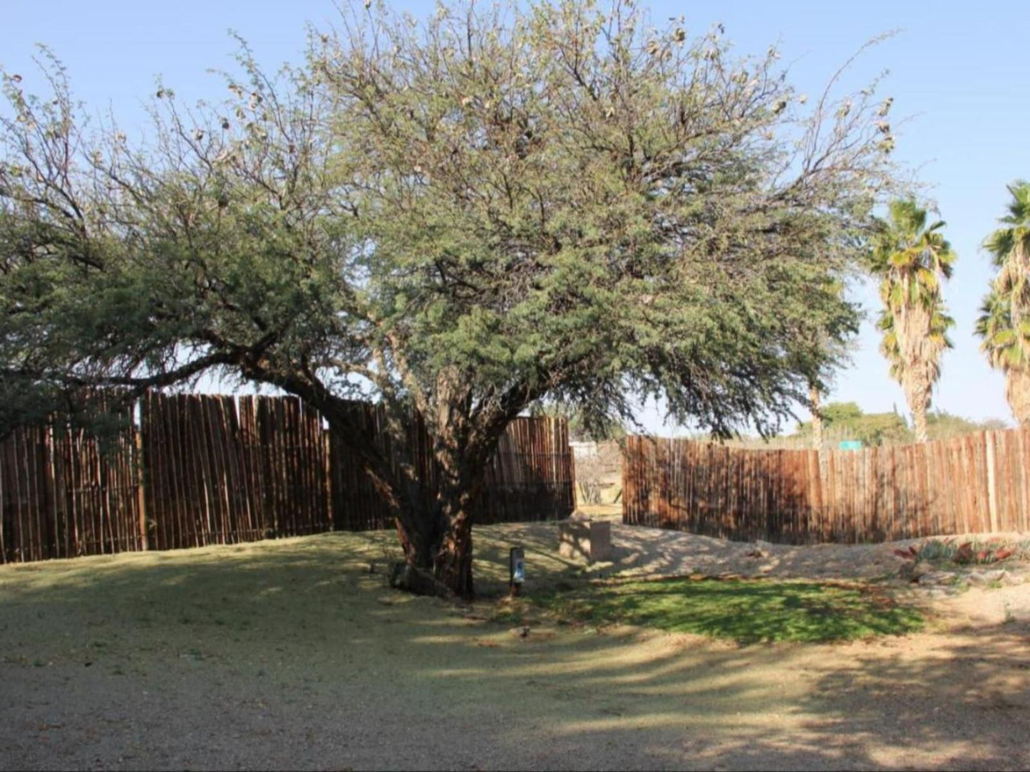 Augrabies Valle Guesthouse And Camping Augrabies Northern Cape South Africa Plant, Nature, Tree, Wood