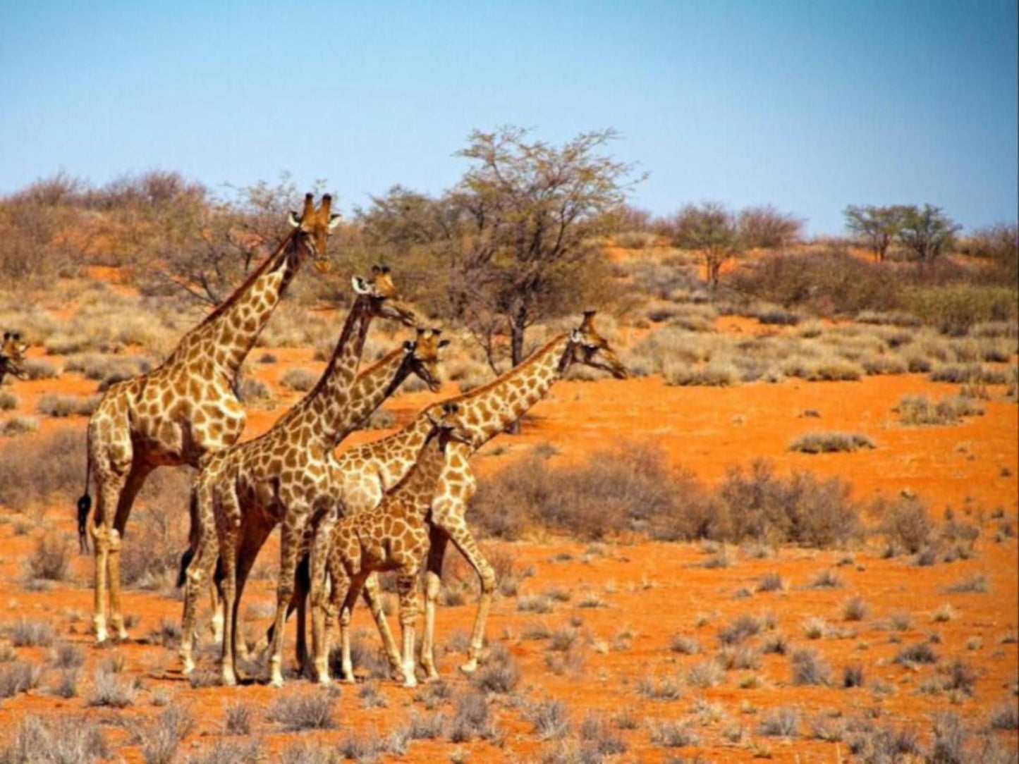 Auob Country Lodge, Colorful, Giraffe, Mammal, Animal, Herbivore