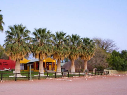 Auob Country Lodge, Palm Tree, Plant, Nature, Wood