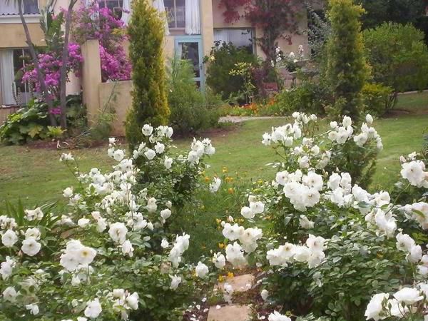 Aurora Guest Units Durbanville Cape Town Western Cape South Africa Blossom, Plant, Nature, Flower, Rose, Garden