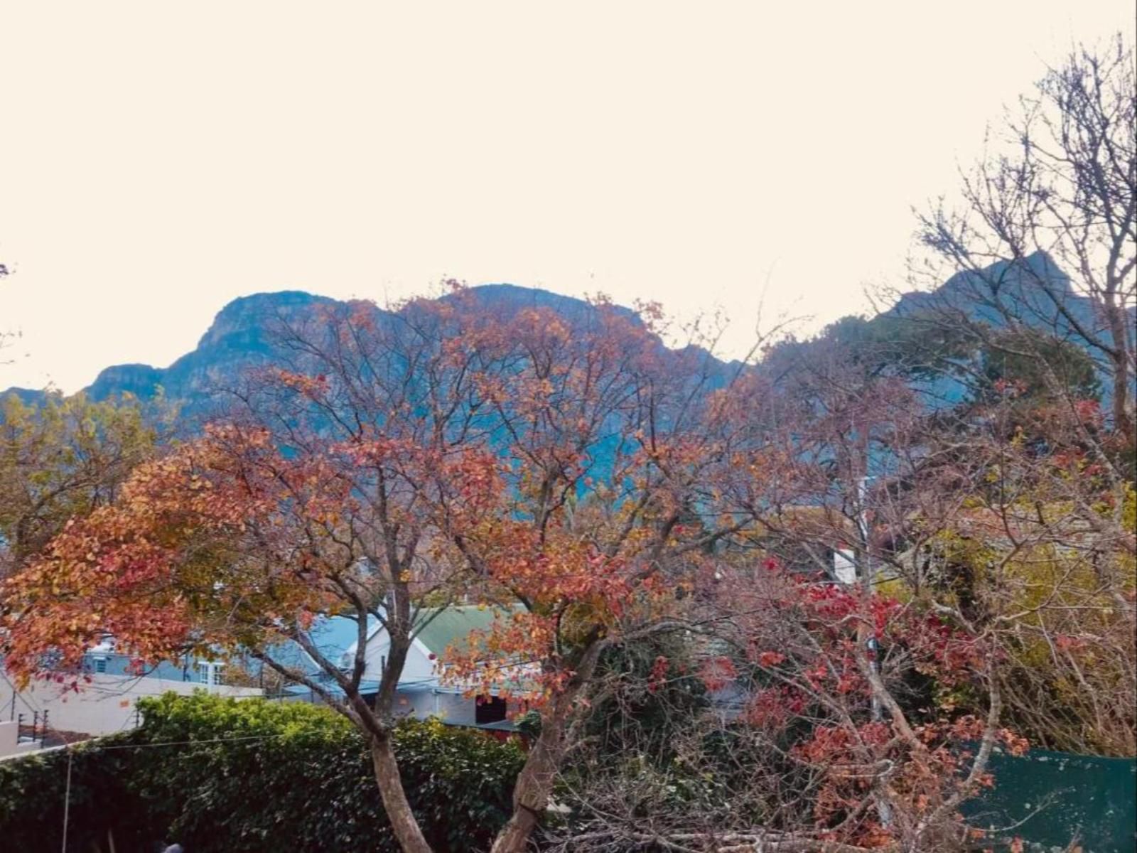 Authentic Newlands Newlands Cape Town Western Cape South Africa Autumn, Nature