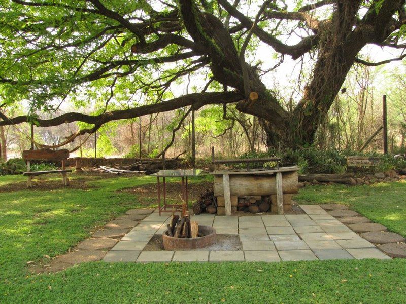 Avodah In Havilah Roodeplaat Pretoria Tshwane Gauteng South Africa Plant, Nature, Tree, Wood
