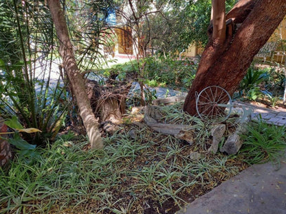 Avondrust Guest House Graaff Reinet Eastern Cape South Africa Palm Tree, Plant, Nature, Wood, Tree, Garden