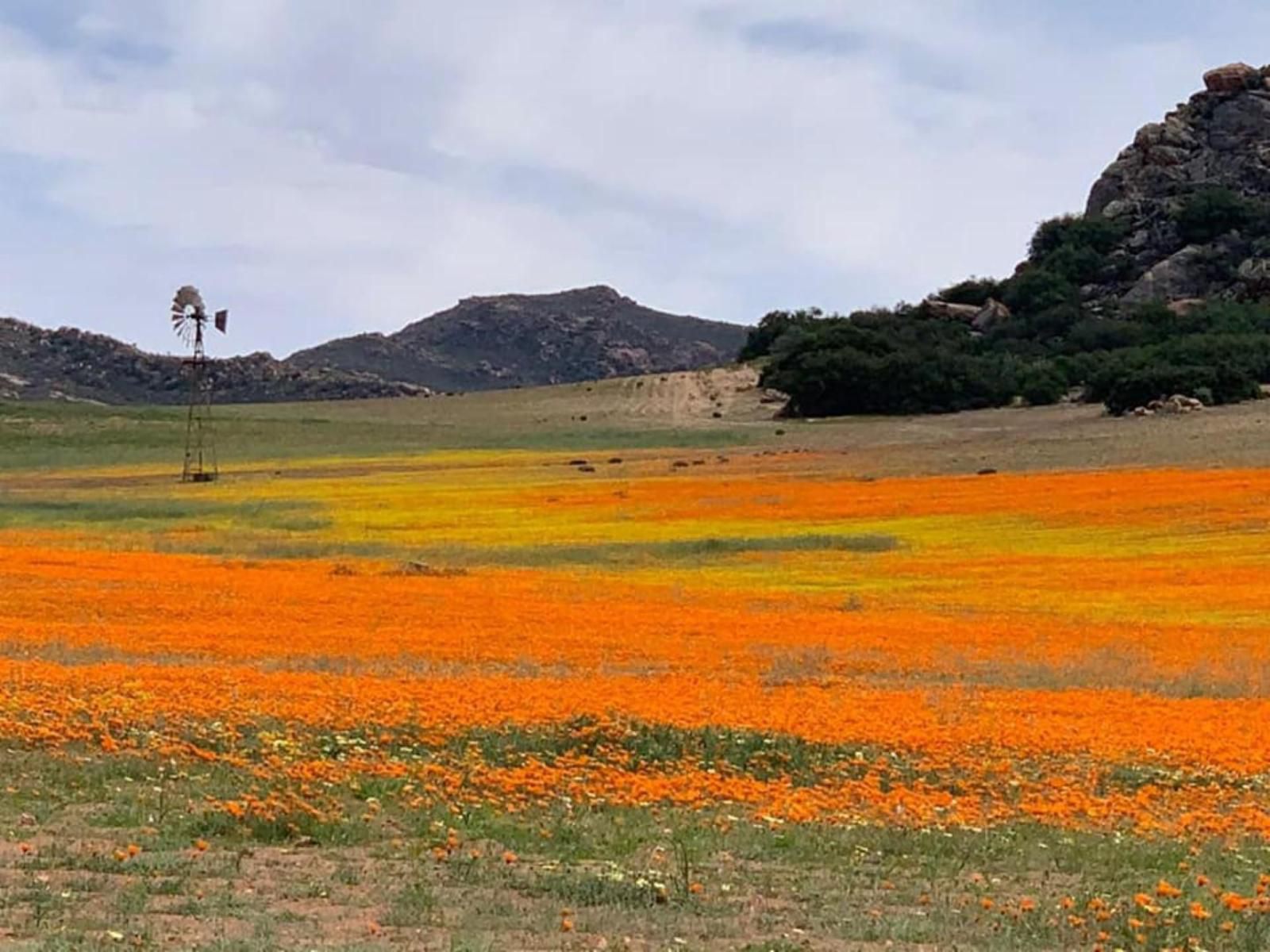 Avonsrus Augrabies Northern Cape South Africa Complementary Colors, Plant, Nature, Desert, Sand