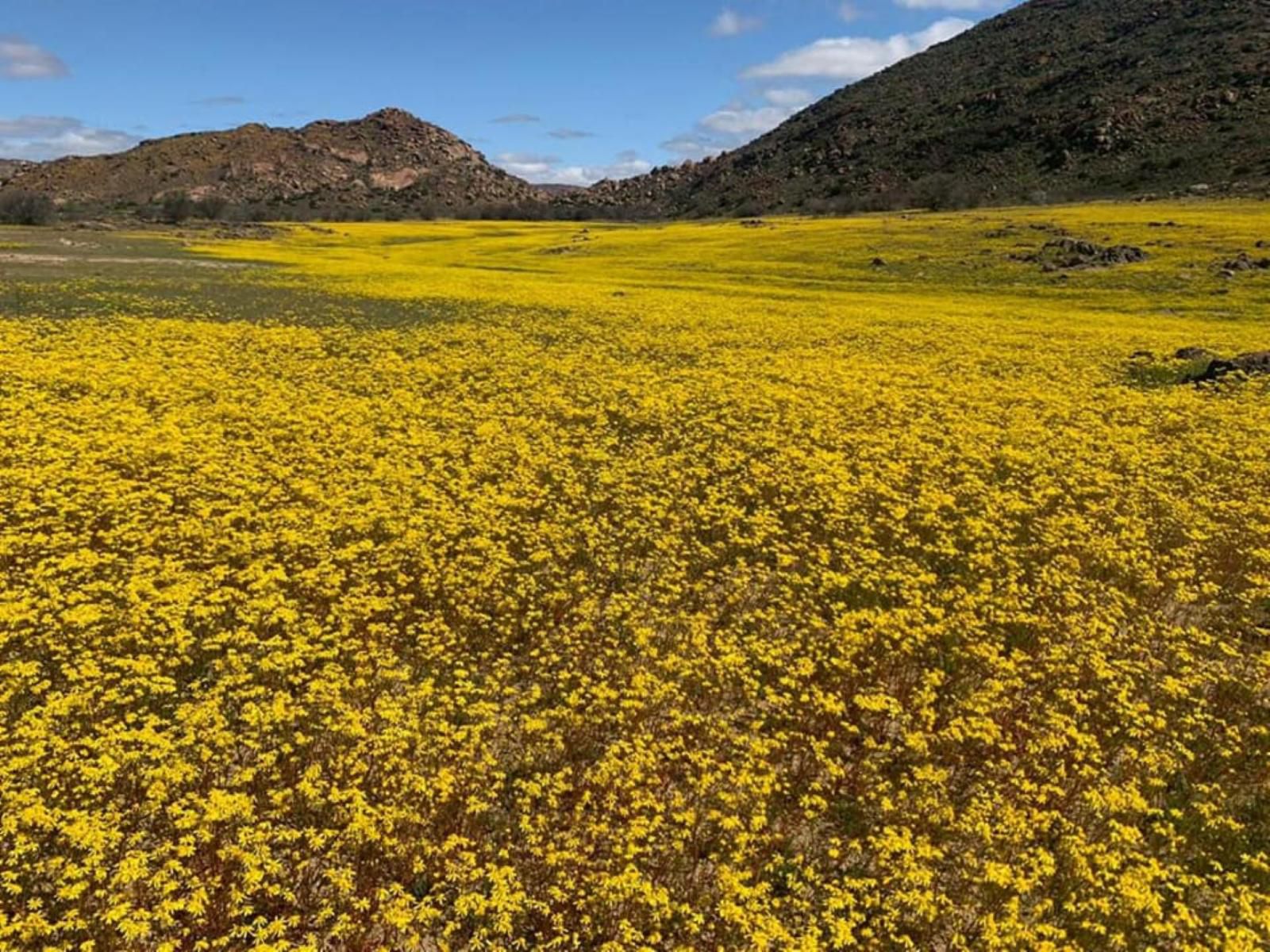 Avonsrus Augrabies Northern Cape South Africa Colorful, Field, Nature, Agriculture, Plant, Canola