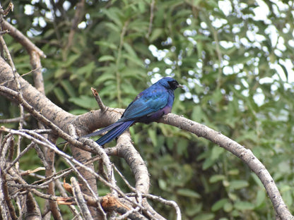 Awelani Lodge Mutale Limpopo Province South Africa Kingfisher, Bird, Animal