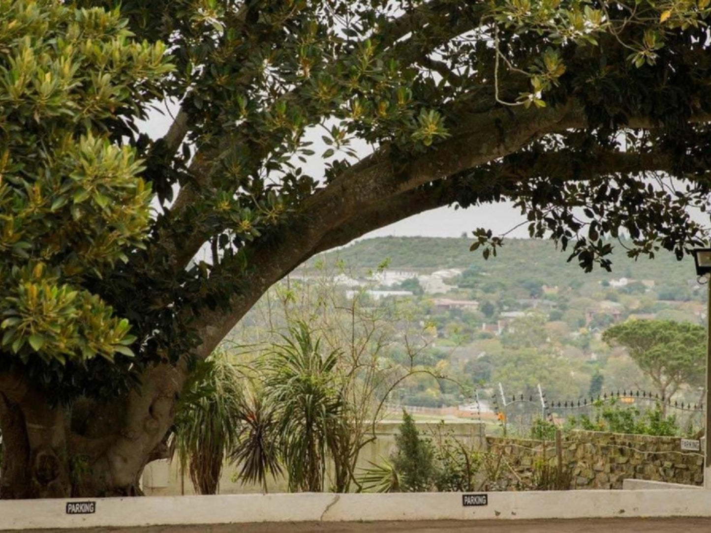 A White House Guest House Grahamstown Eastern Cape South Africa Palm Tree, Plant, Nature, Wood