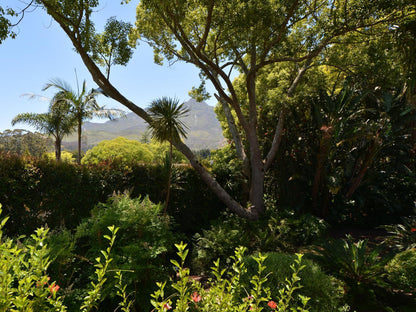 Aziza Guest House Camphers Drift George Western Cape South Africa Palm Tree, Plant, Nature, Wood, Garden