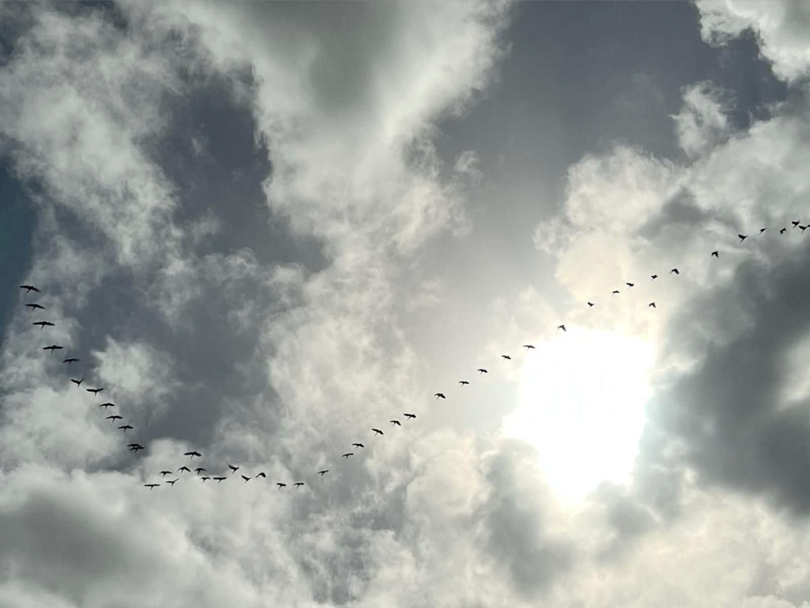 Azure 213 Big Bay Blouberg Western Cape South Africa Unsaturated, Bird, Animal, Sky, Nature, Clouds