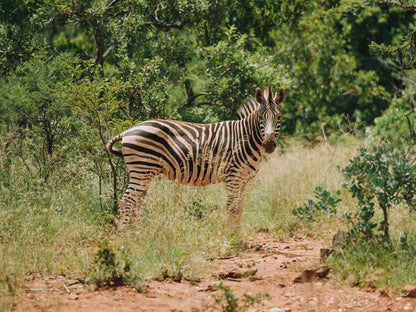 Zulu Rock Lodge Babanango Game Reserve Babanango Kwazulu Natal South Africa Zebra, Mammal, Animal, Herbivore